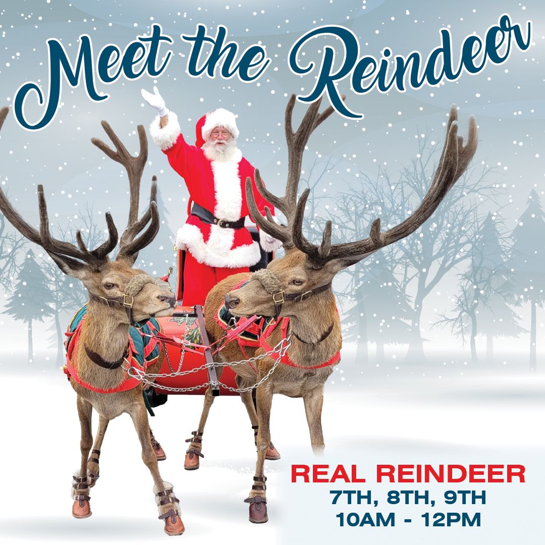 Meet Santa's Reindeer\ud83c\udf85\ud83e\udd8c 3 DAYS ONLY!