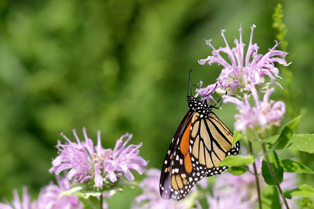 Family Nature Program: All Aflutter for Butterflies