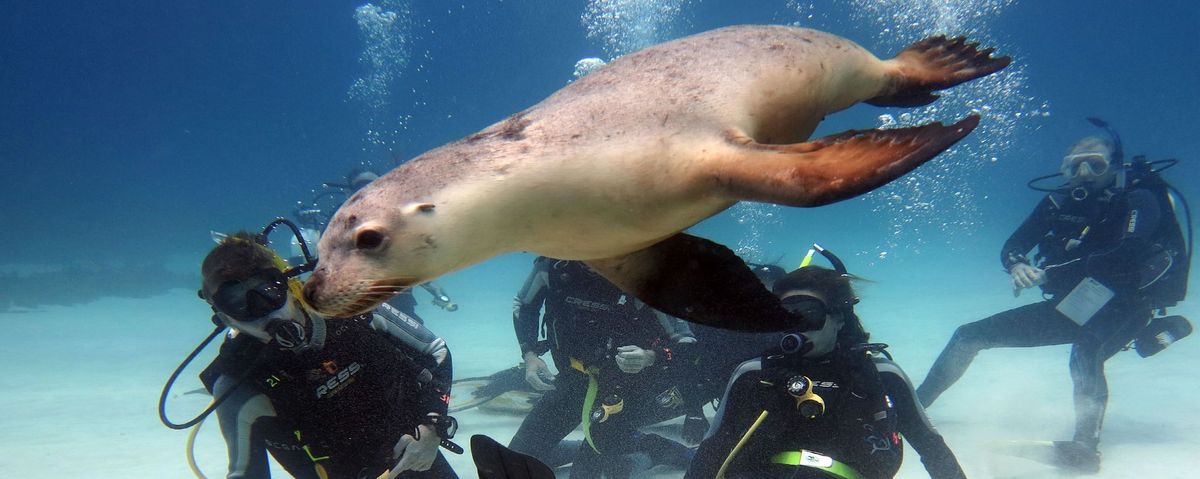 Jurien Bay Double Boat Dive