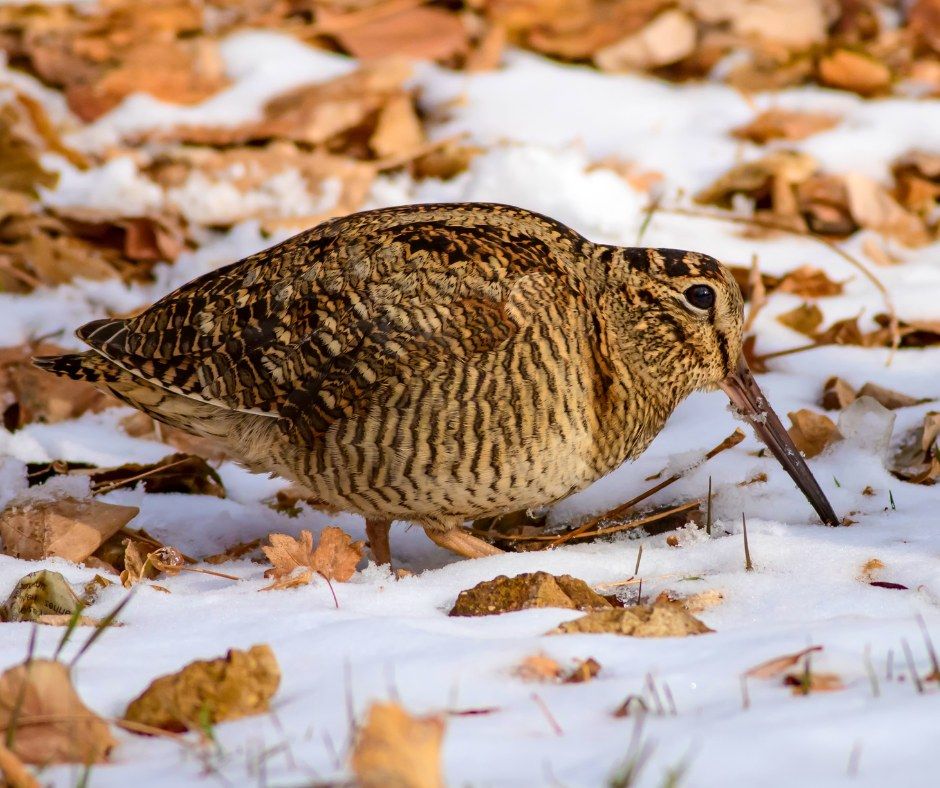 Woodcock Hike with Professor Laurie Eberhardt