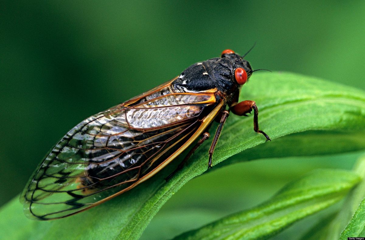 Jr. Naturalist: Cicada Celebrations
