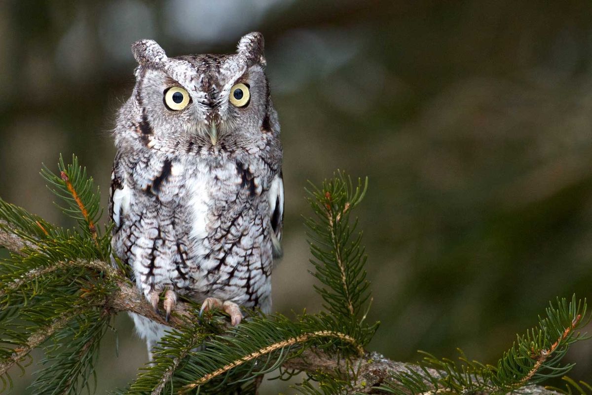 Owl Prowl for Adults: Hickory Creek Preserve