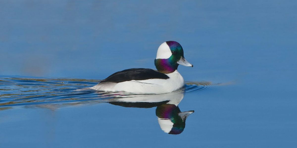 Evangola Christmas Bird Count