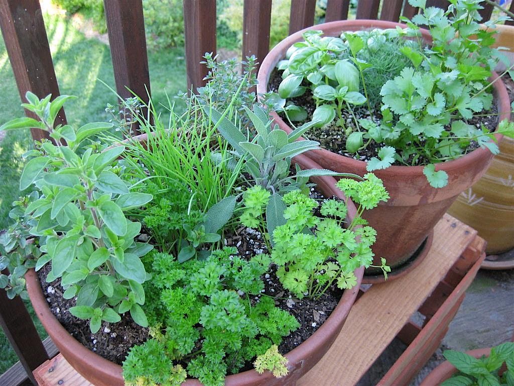 Container Gardening