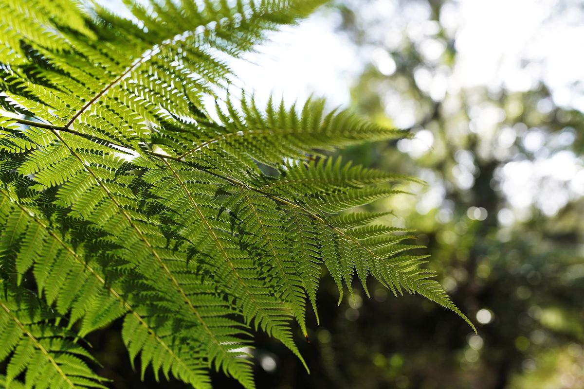 Presence in Nature Retreat 