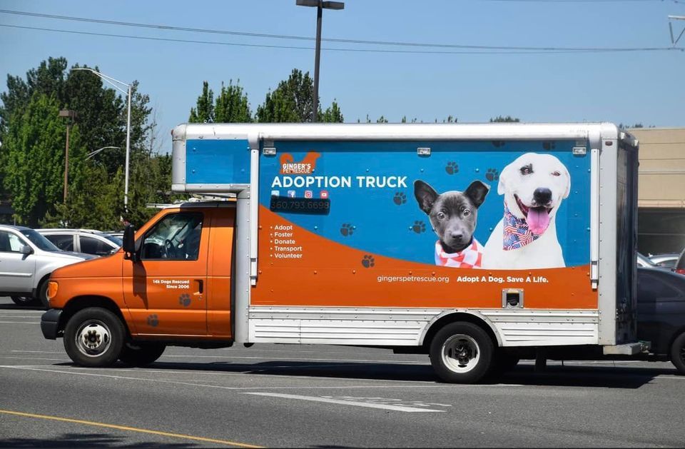 Adoption Event, Sierra Fish & Pets, Renton, 16 July 2022
