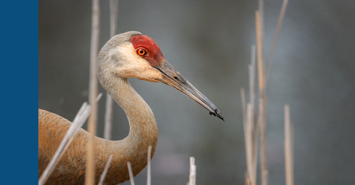 Annual Midwest Crane Count