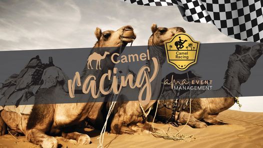 Camel Races - Penrith