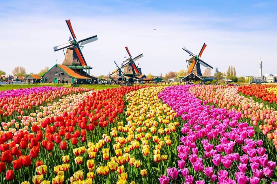 Express: Amsterdam & Keukenhof Gardens by EuroTrip Adventures