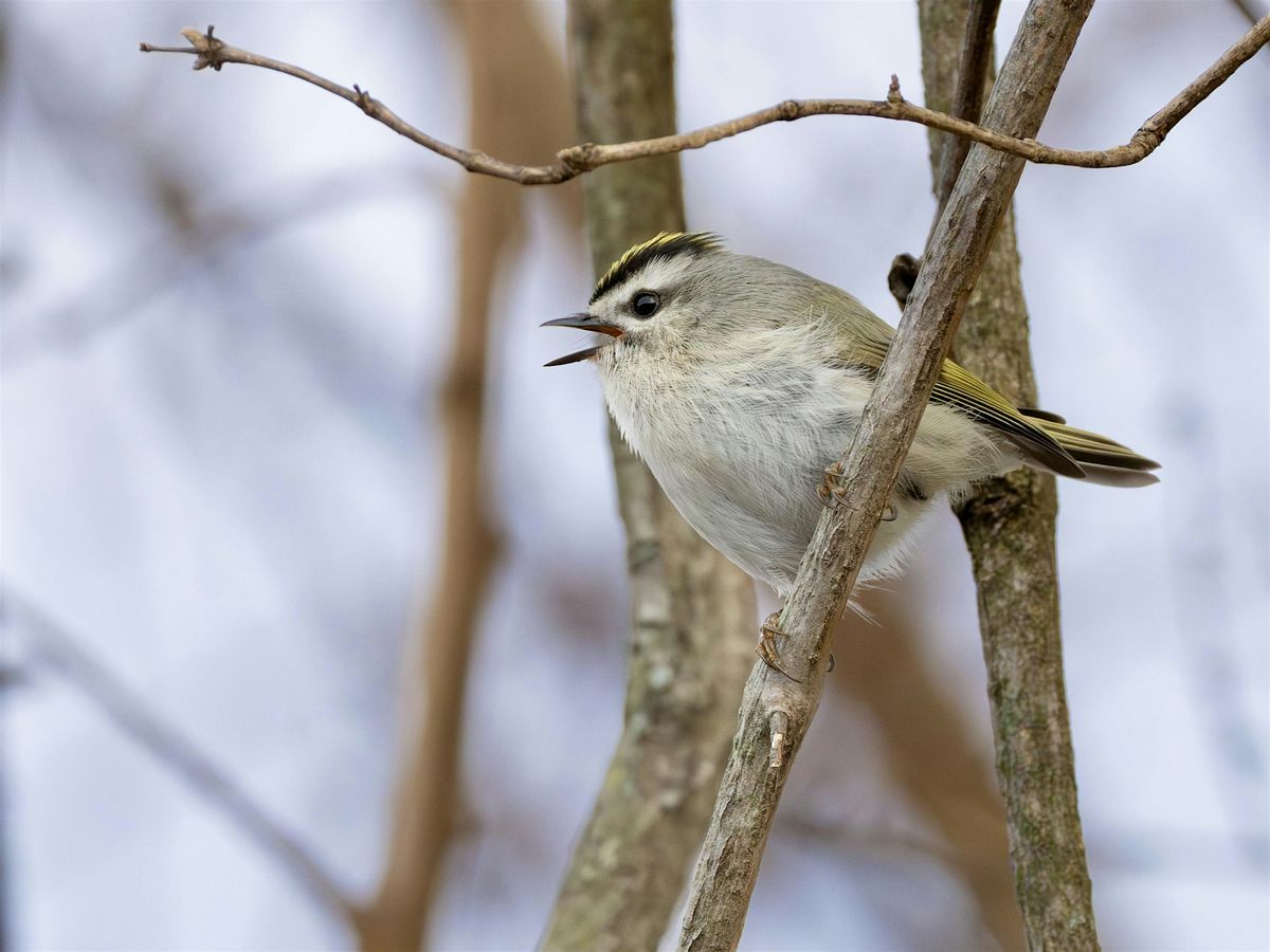 DMV Queer Birding Club Social