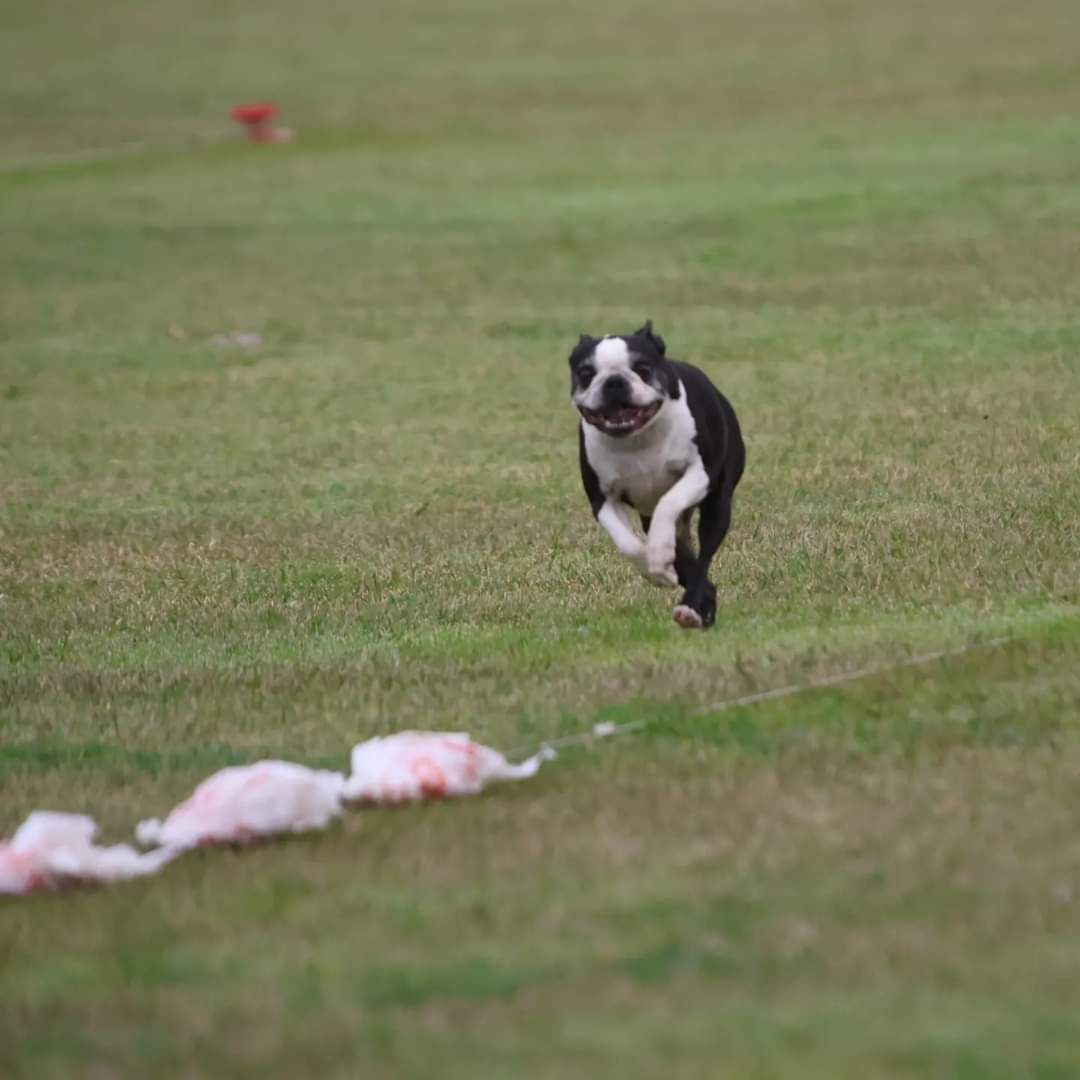 Galveston County All Breed CABT Course Ability Test