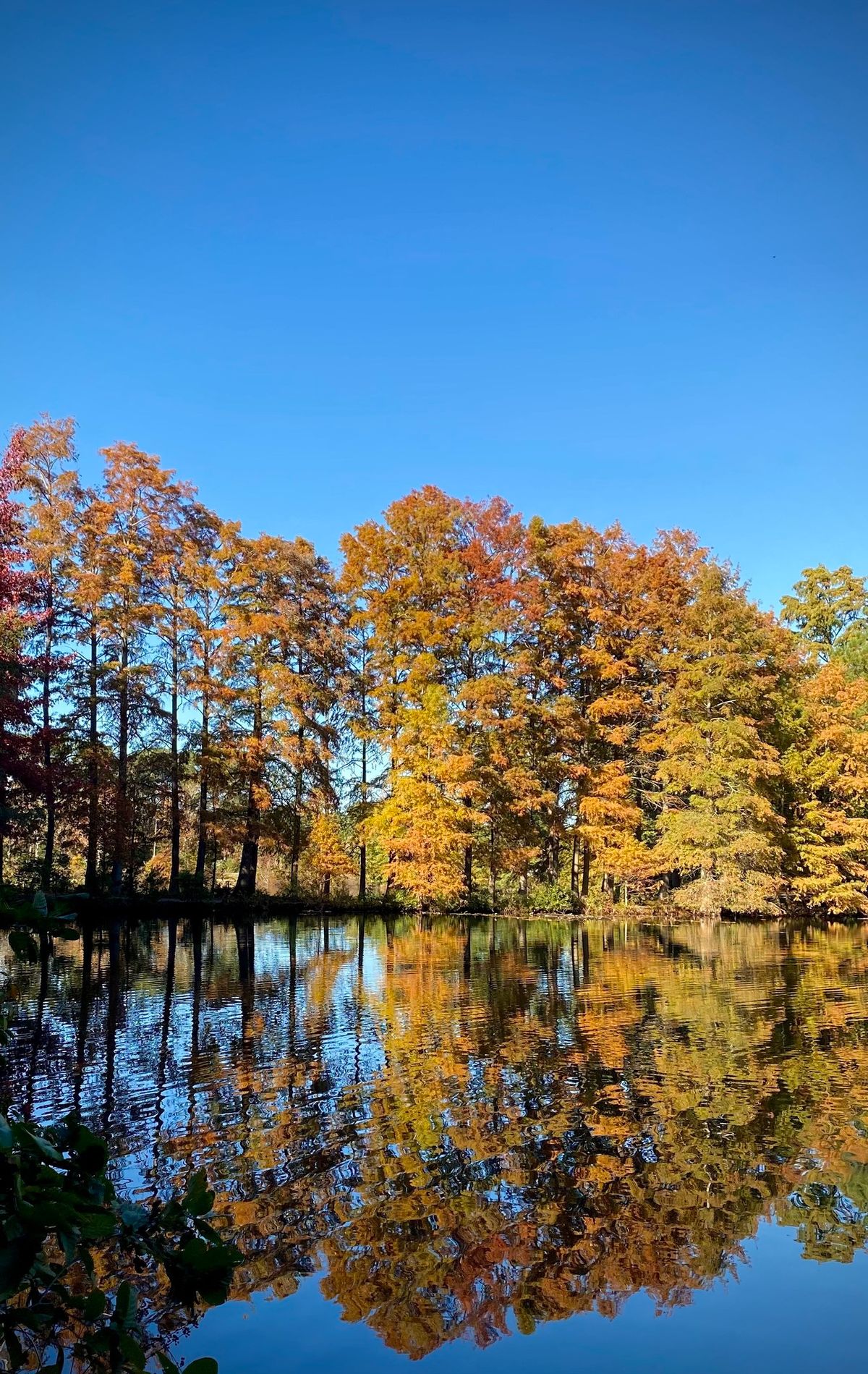 2024 Norfolk Arbor Day Festival