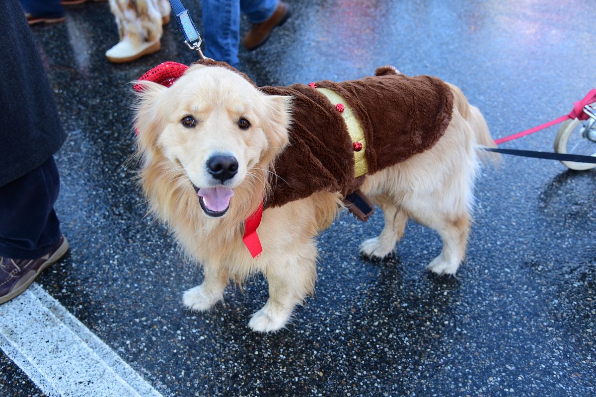 14th Annual Pooch Parade