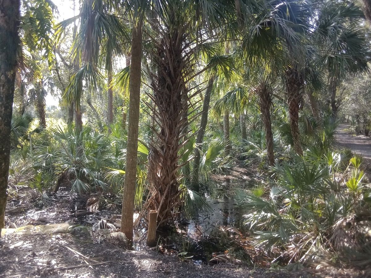 Guided Native Plant Walk -Ansin Riverfront Conservation Area