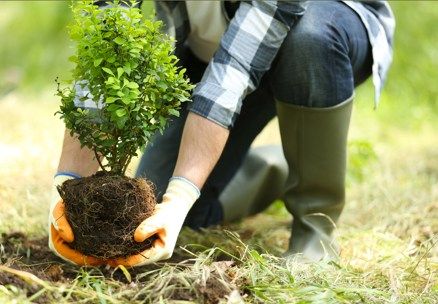 Tree Planting at Polkemmet Country Park, Whitburn