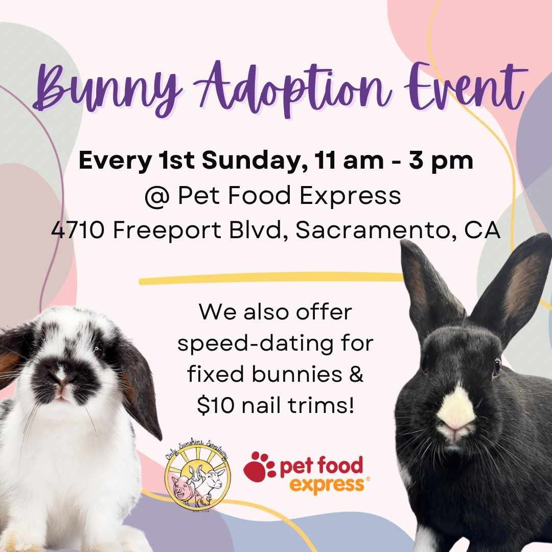 Rabbit Adoption Event