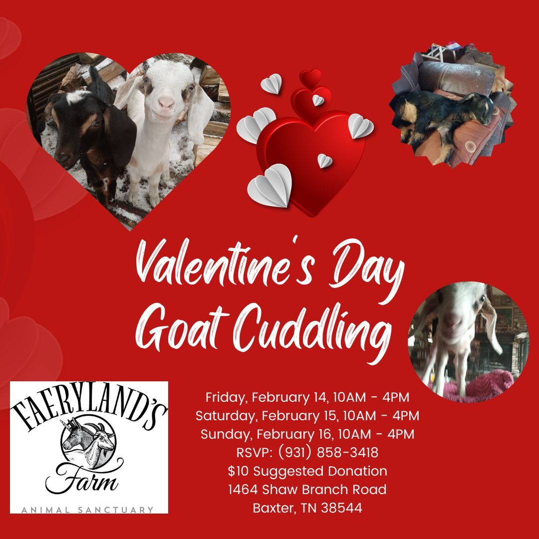 Valentine Goat Cuddling