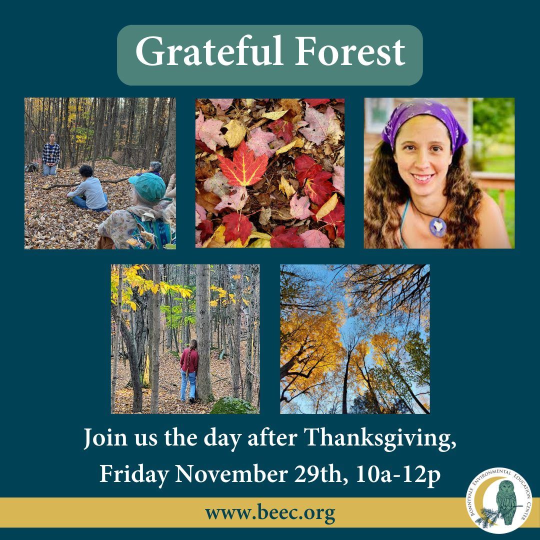 Grateful Forest