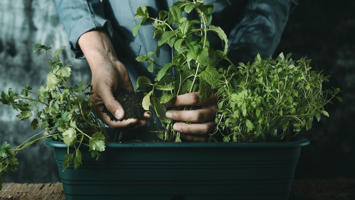 Herb Window Box Make & Take Workshop