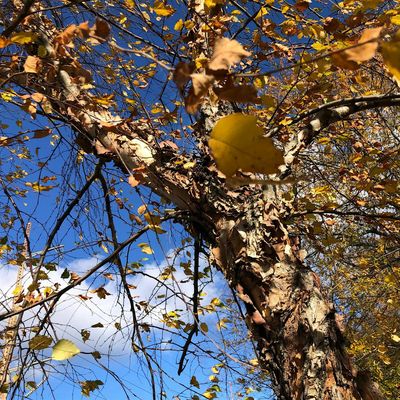 Grail of the Birch Moon, ASW