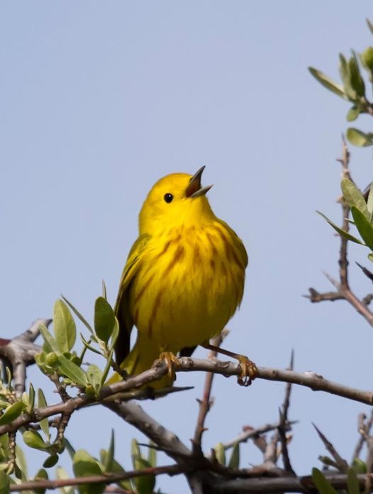 Morning Bird Stroll, Montana Audubon Center, Billings, 12 June 2021