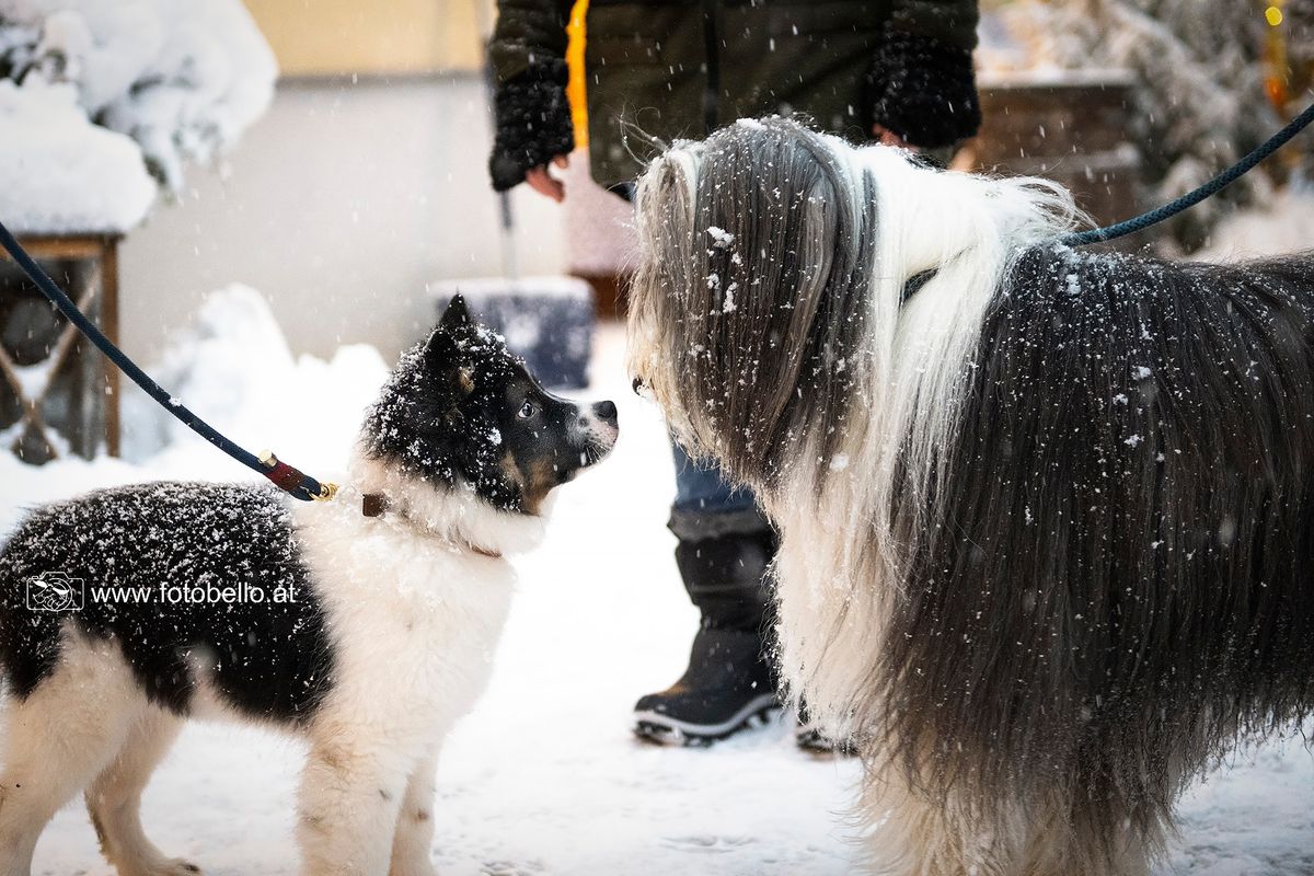 Hundeweihnachtsmarkt - 1. Wochenende