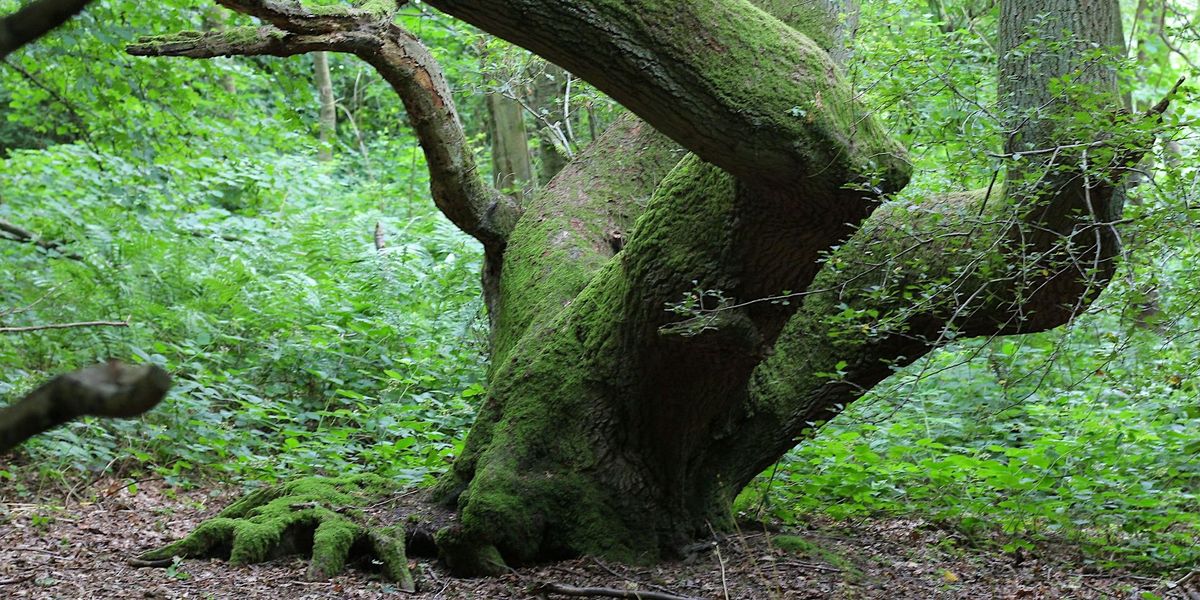 Reserves Discovery for Members  - Priors Coppice