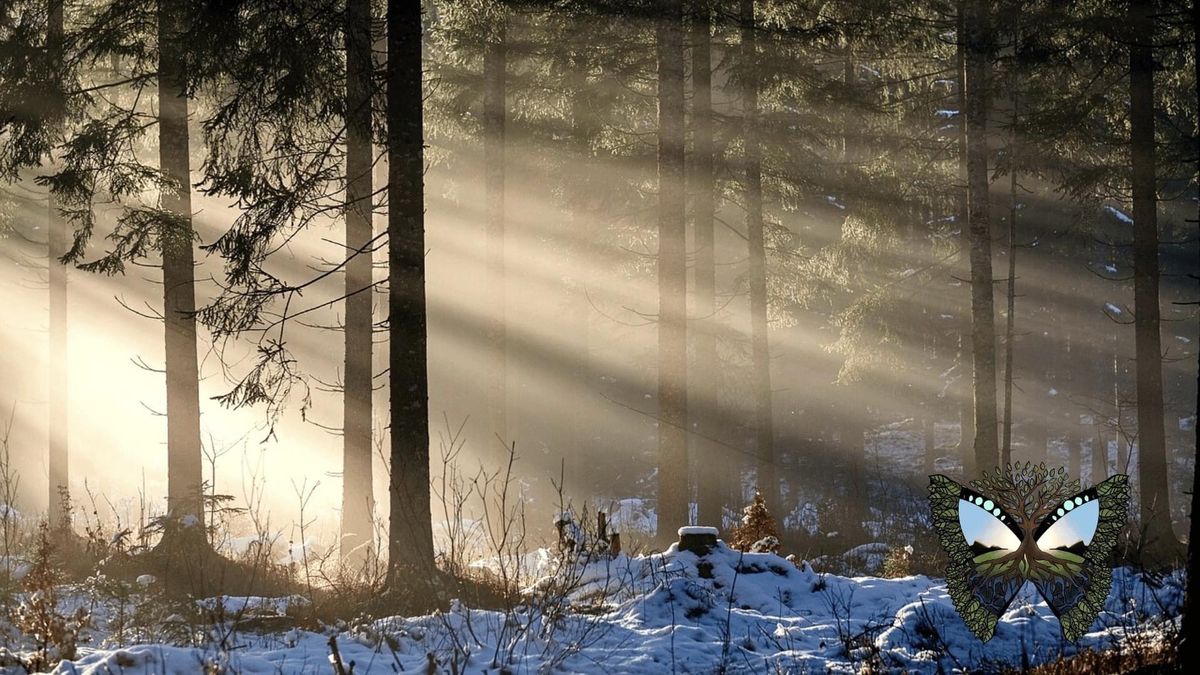 VinterRo og hvile - Stillevandring i den fortryllende vinterskov 