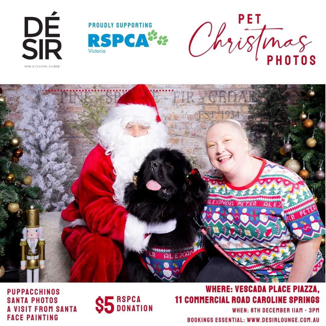 Pet Christmas Photos