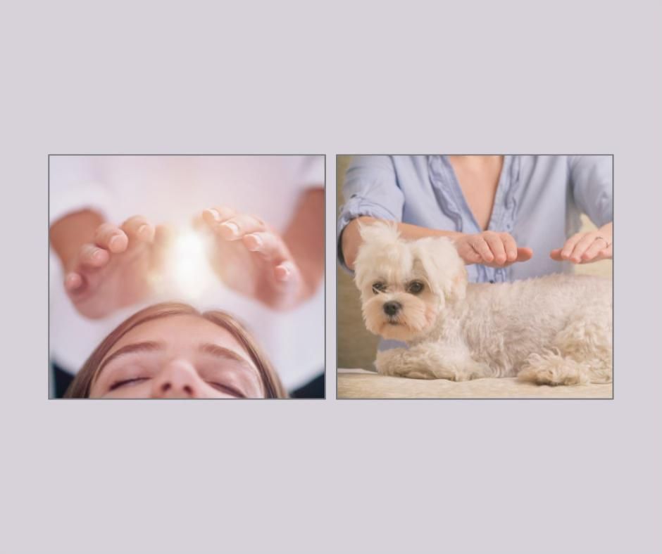 Reiki and Reiki for Pets - Class for Teens (Ages 13-17) -with Kaye Smith