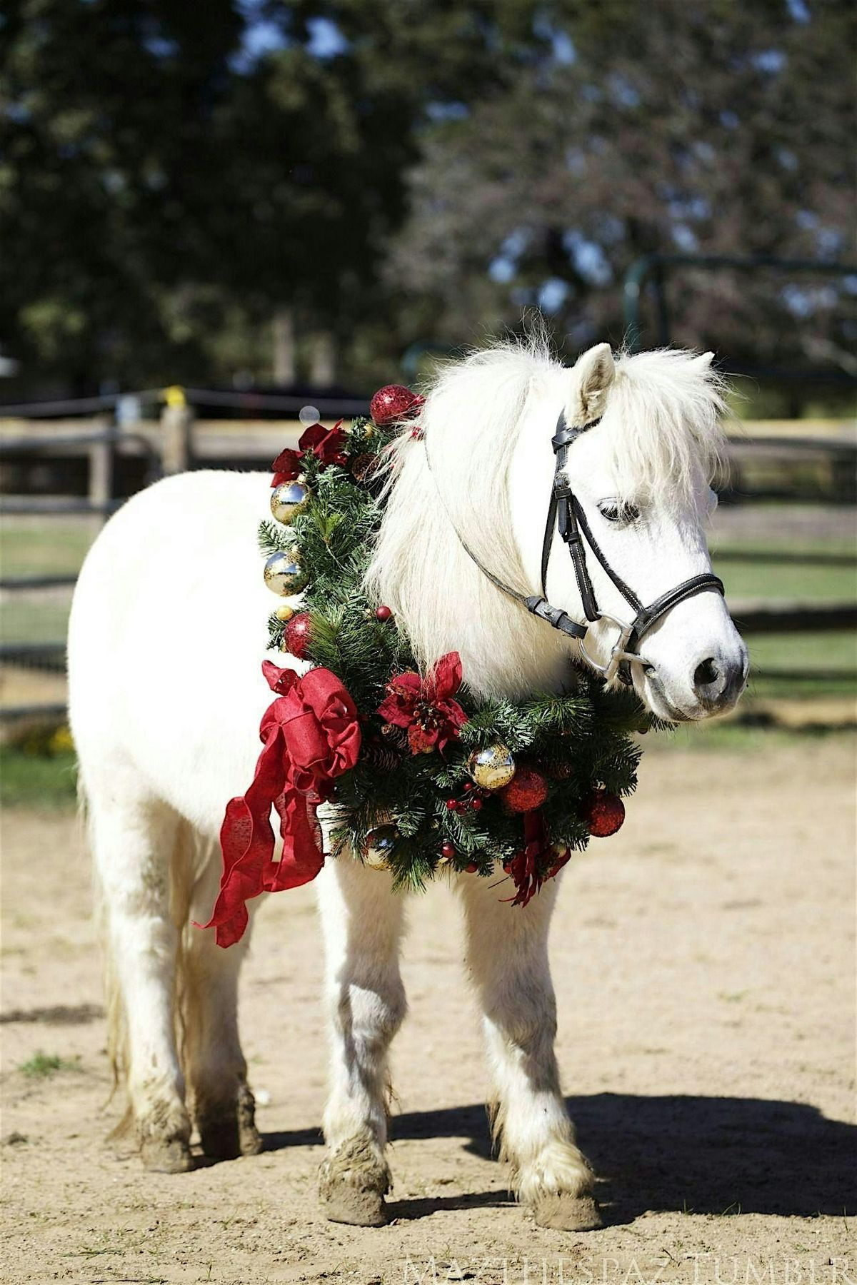 I want a pony for Christmas!  A basic overview of horse ownership.