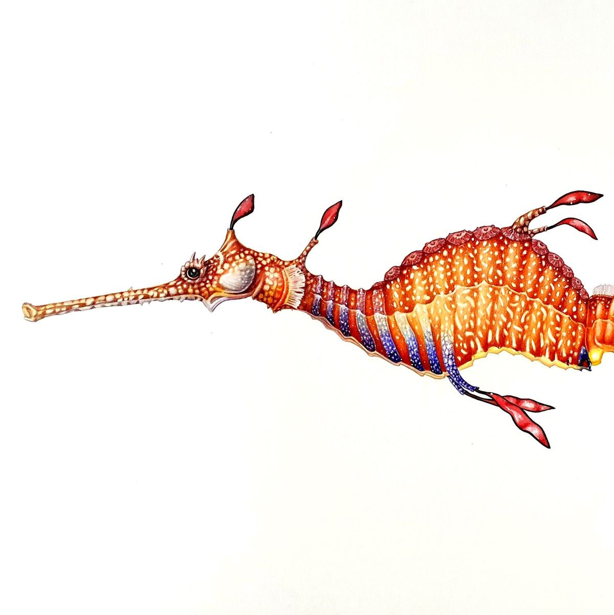 Little Sea Creatures in Watercolour with Dr Anna Voytsekhovich 