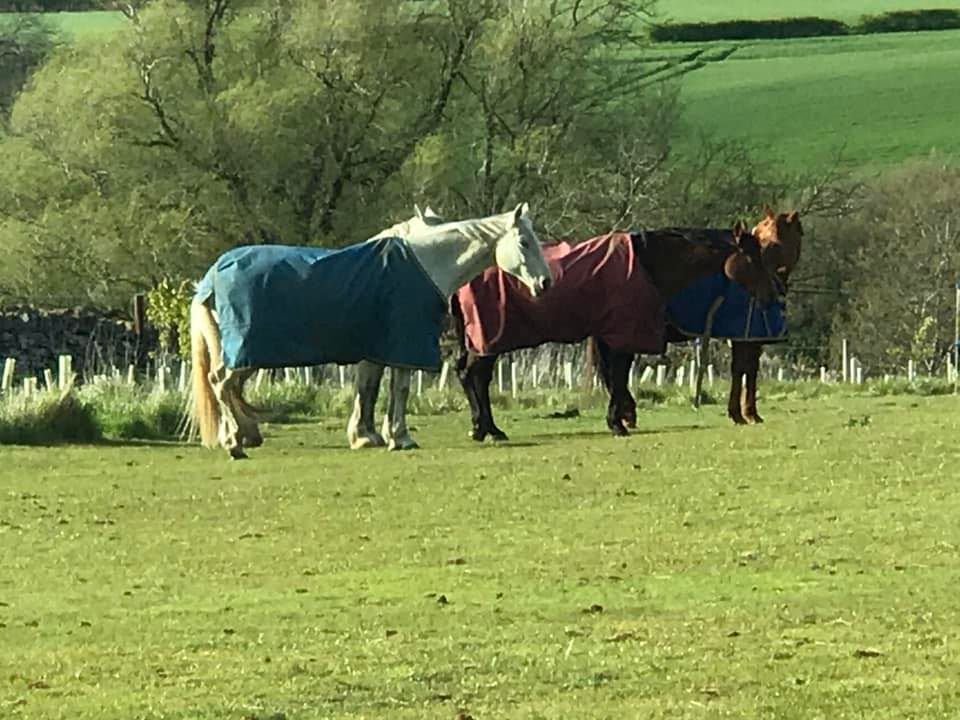 All day assisted clear round jumping