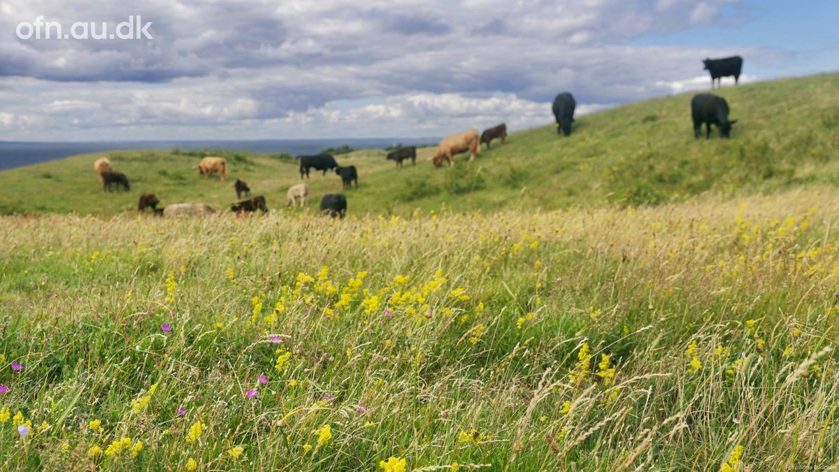 OFFENTLIGE FOREDRAG I NATURVIDENSKAB: FORTIDENS OG FREMTIDENS VILDE NATUR