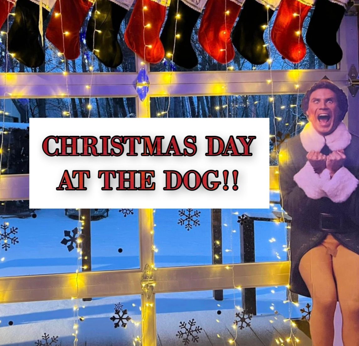 Christmas Day at the Dog\ud83c\udf84\u2764\ufe0f