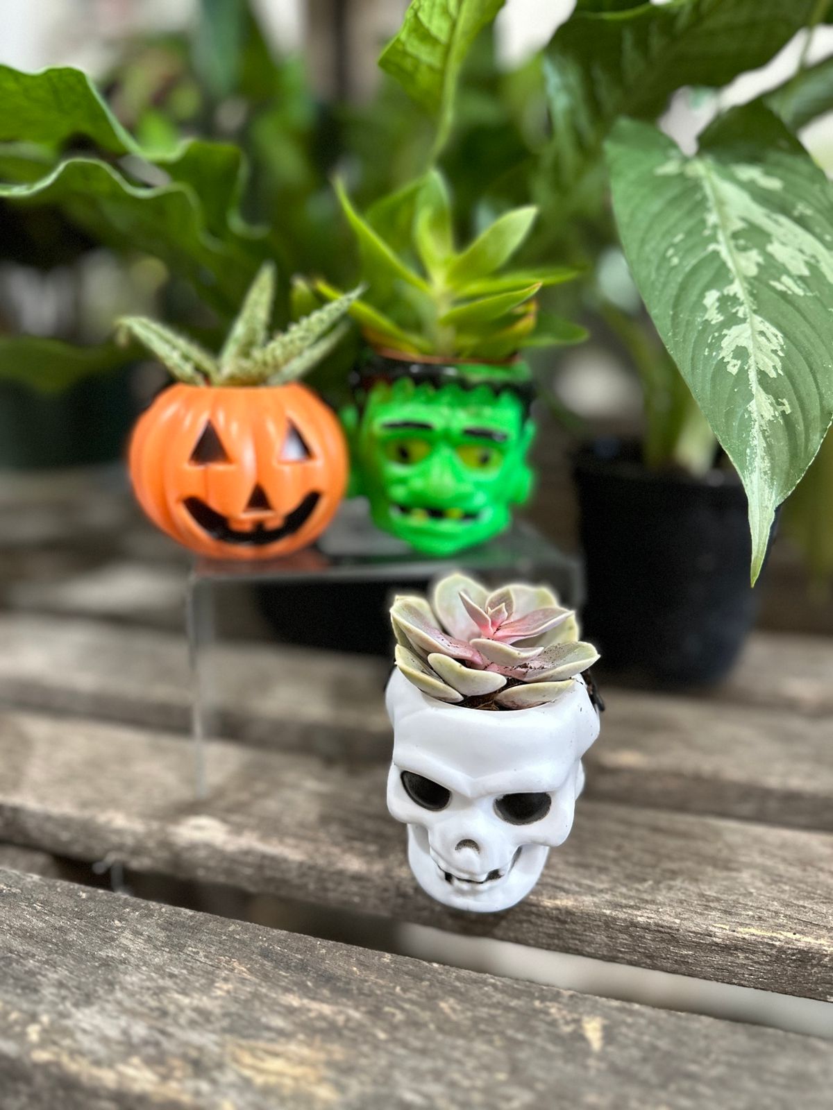 Little Gardener\u2019s: Halloween Succulents