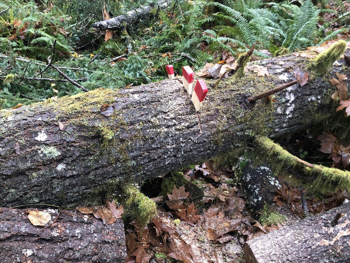 DIG DAY - Hagg Lake sponsored by Abbey Bike Tools