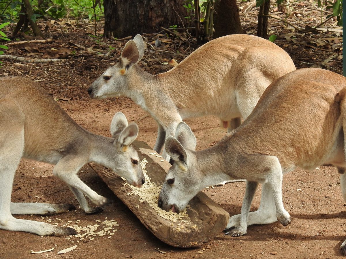 Friends of Territory Wildlife Park -  Woodland Walk