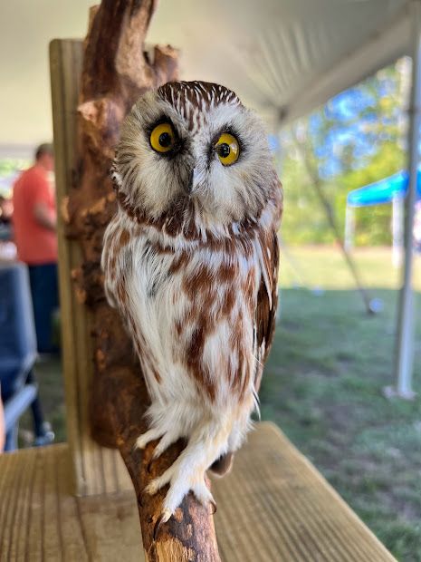 Owls of Pennsylvania - In Person!