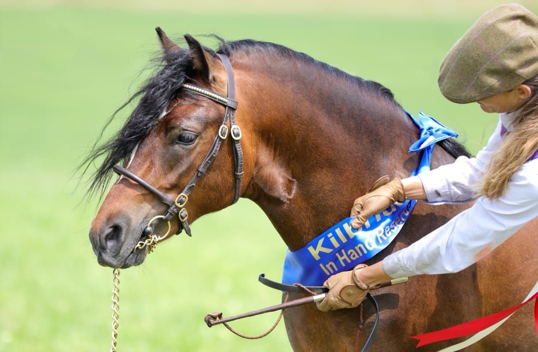 WELSH PONY & COB SOCIETY OF IRELAND CHAMPIONSHIP SHOW