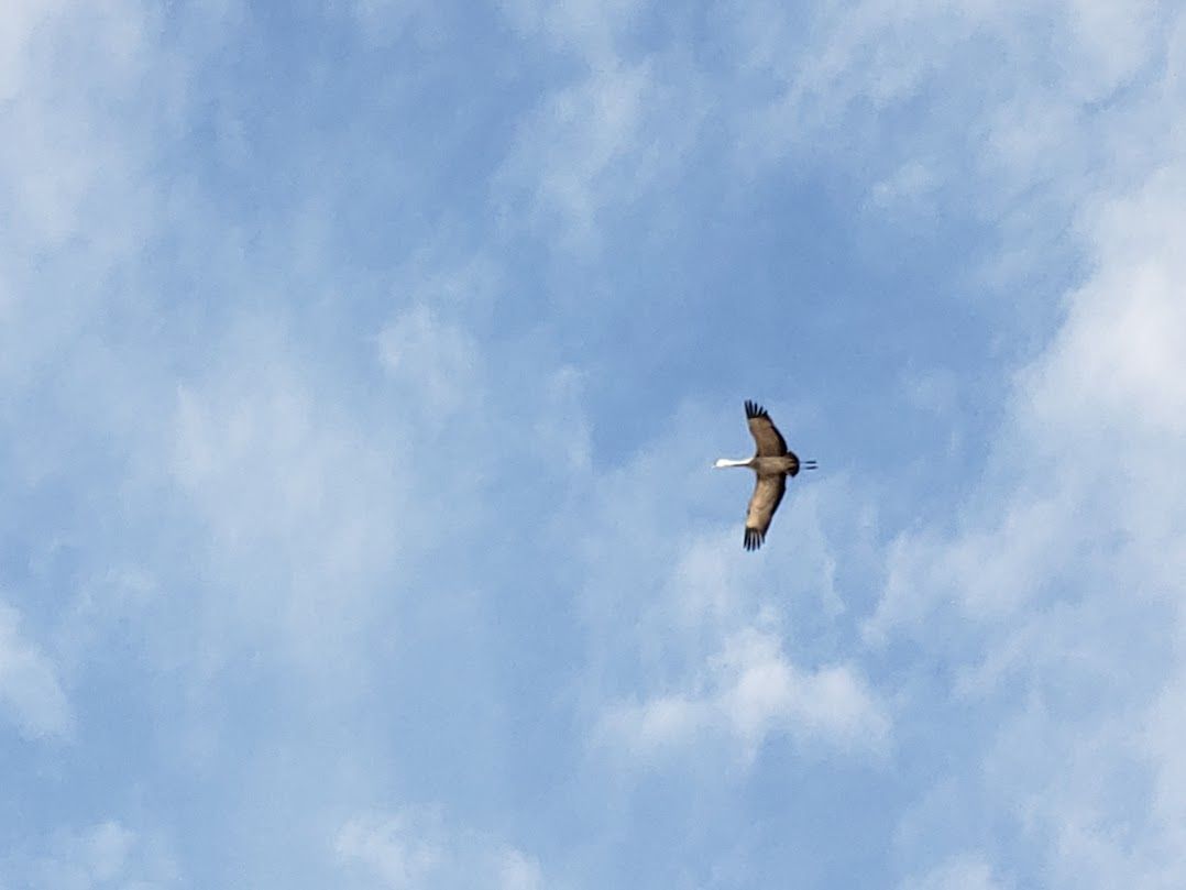 Day Trip from Duluth to see Sandhill Cranes during fall migration.  Listen to their sounds. 