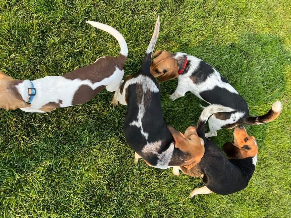 Fall beagle meet up 