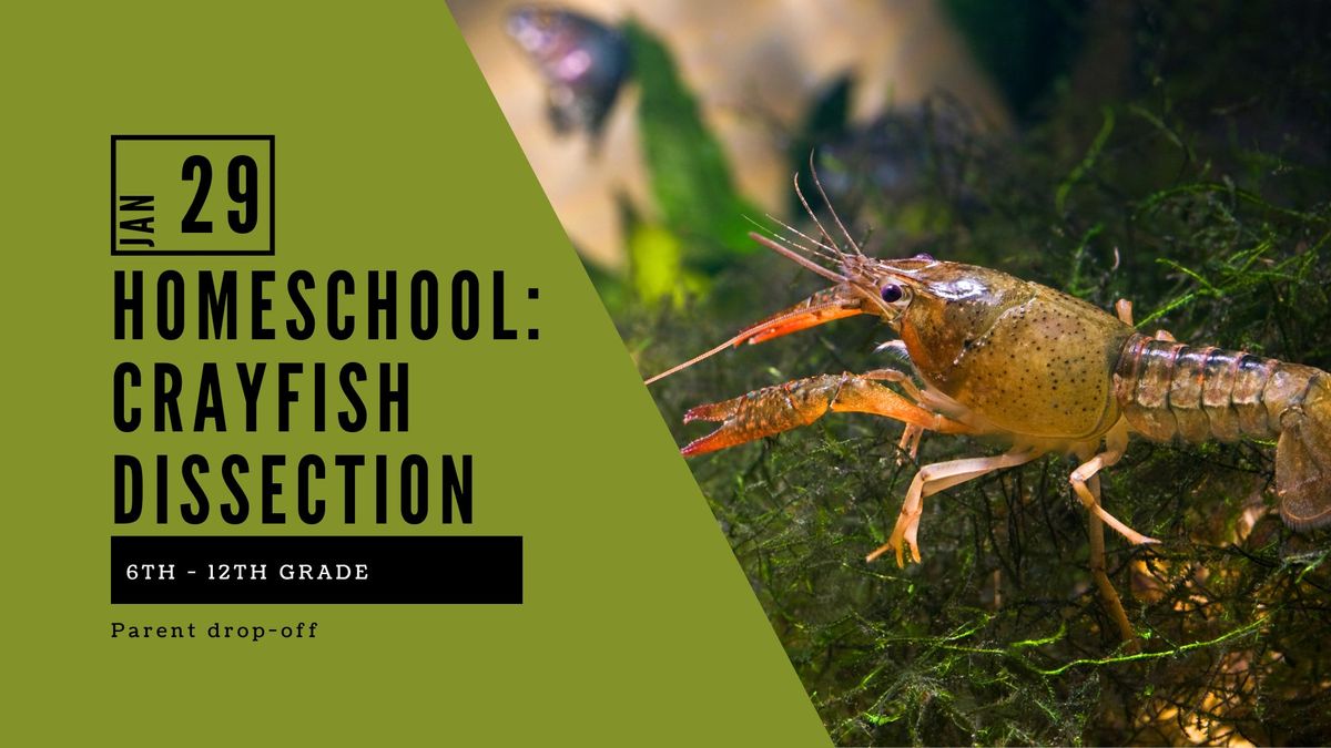 Homeschool 6th-12th Grade: Crayfish Dissection