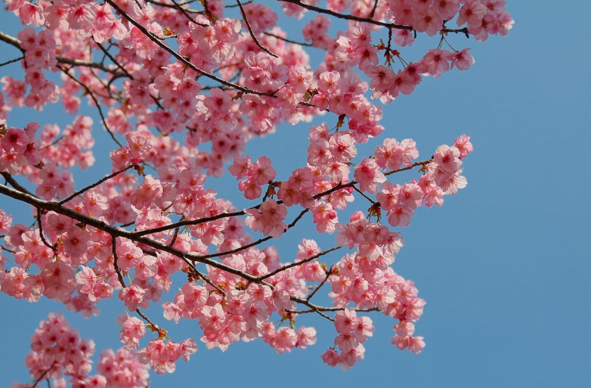 Utah Opera: Madame Butterfly