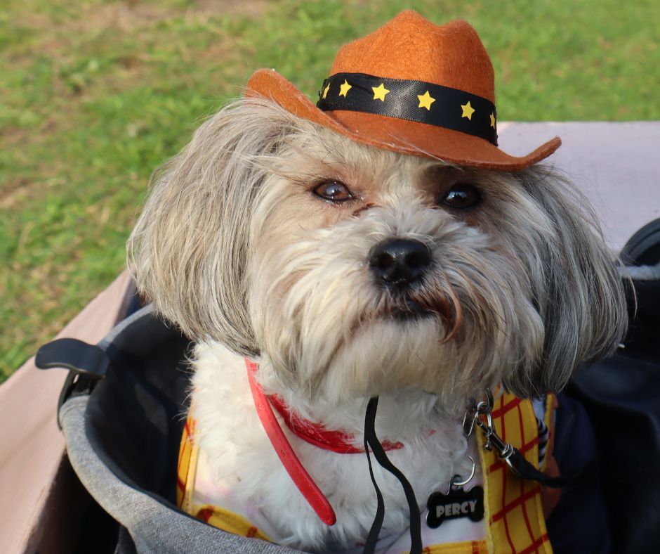 LI-DOG Howl-o-Ween Costume Contest & Pawty at The Pine Grove Inn!