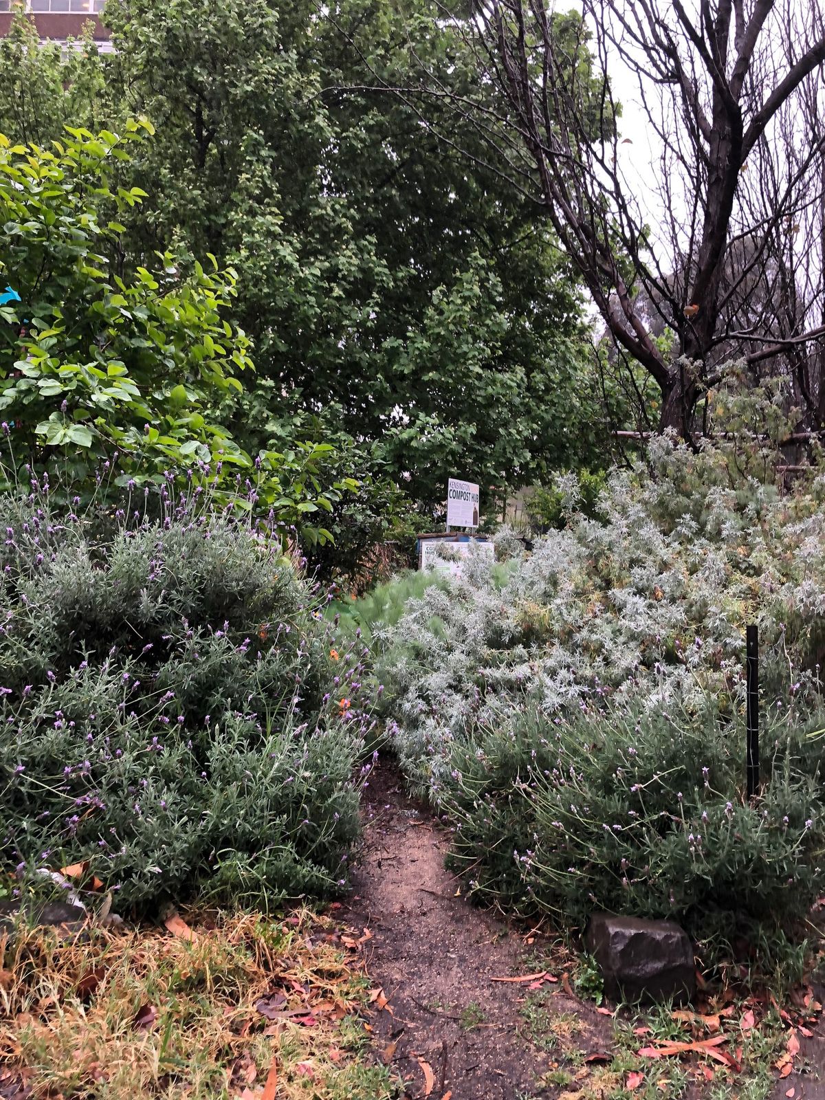 Kensington Food Forest - Spring Care Day