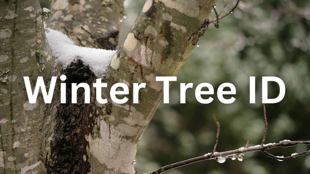 Winter Tree ID: Beginner Workshop