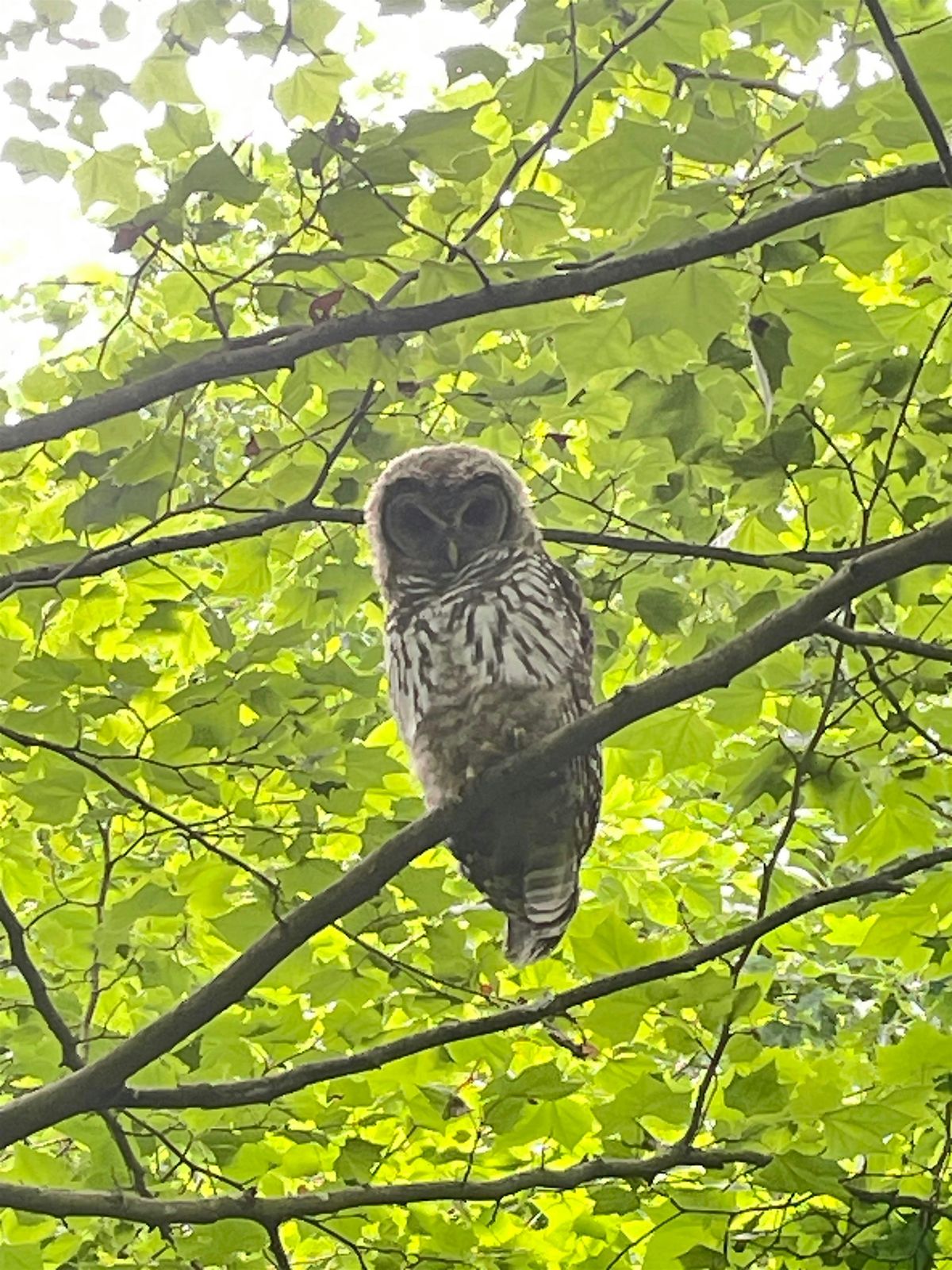 Frick Park Owl Prowl