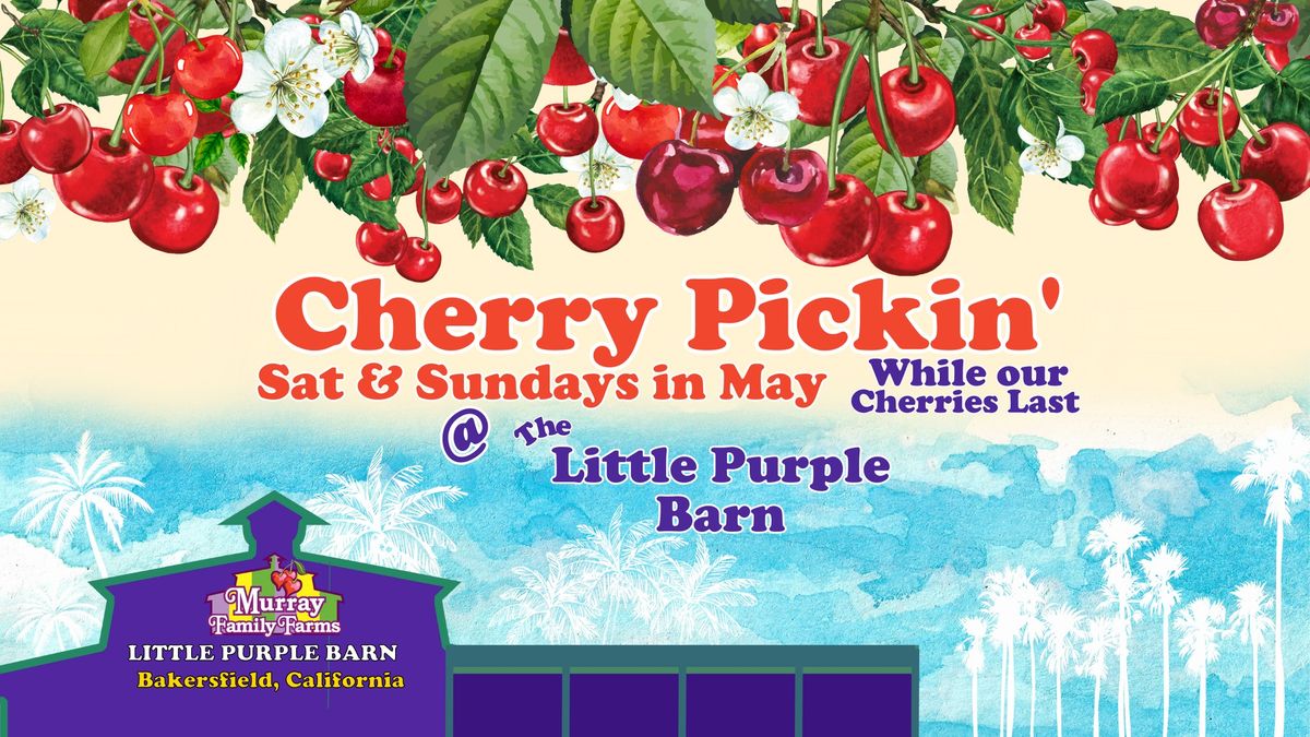 Cherry Picking at the Little Purple Barn\t \t \t \t