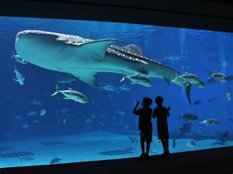 GEORGIA AQUARIUM HOMESCHOOL DAY